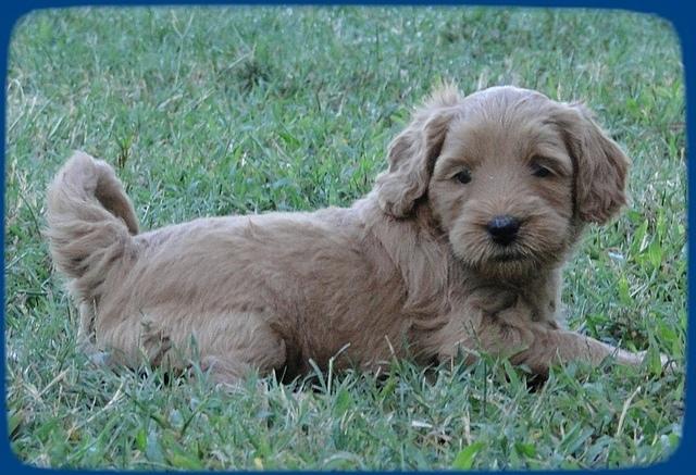 EB pups 5 wks old 30