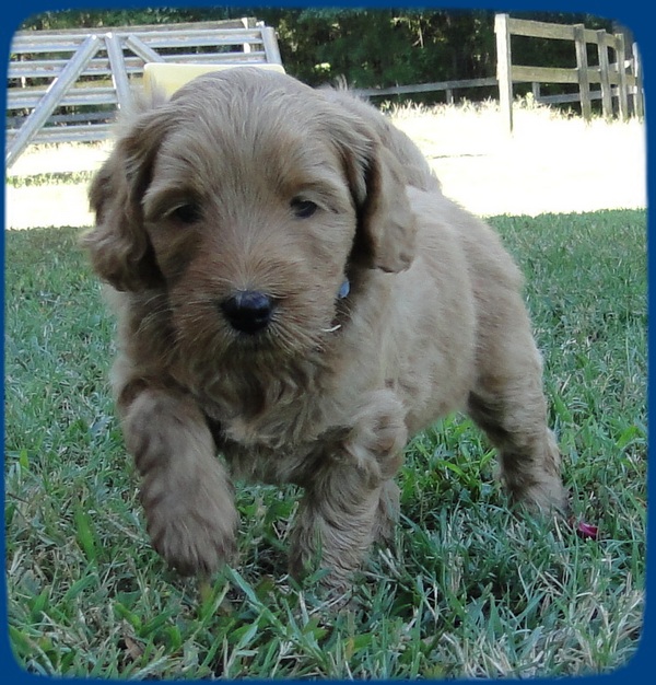 EB pups 5 wks old 37