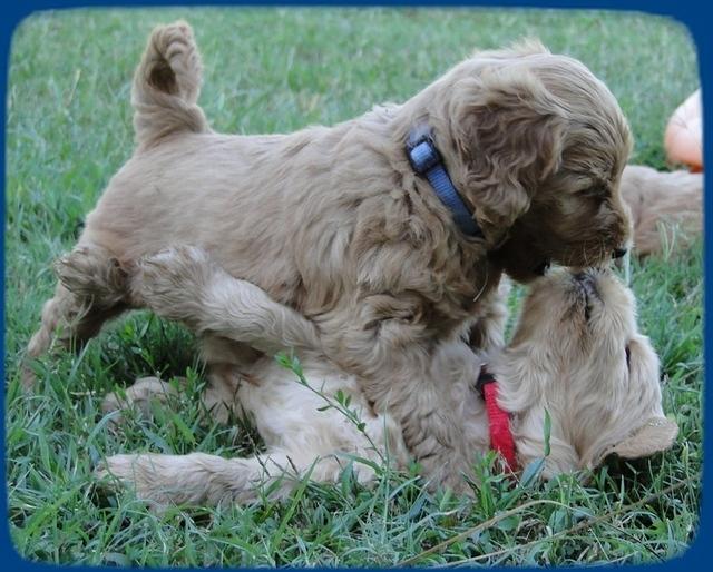 EB pups 5 wks old 38