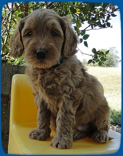 EB pups 6 wks old 61 (2)