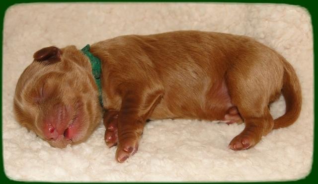 EB pups 2 days old 11