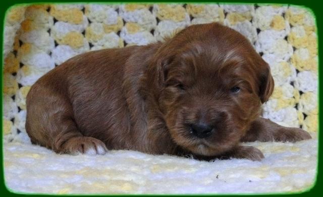 EB pups 2 wks old 18