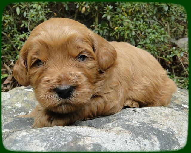 EB pups 3 wks old 24
