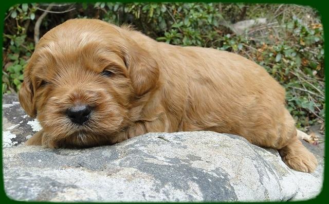 EB pups 3 wks old 27