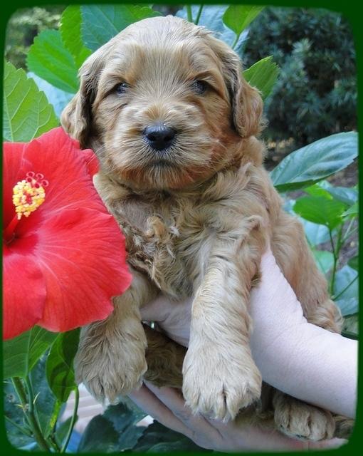 EB pups 4 wks old 25