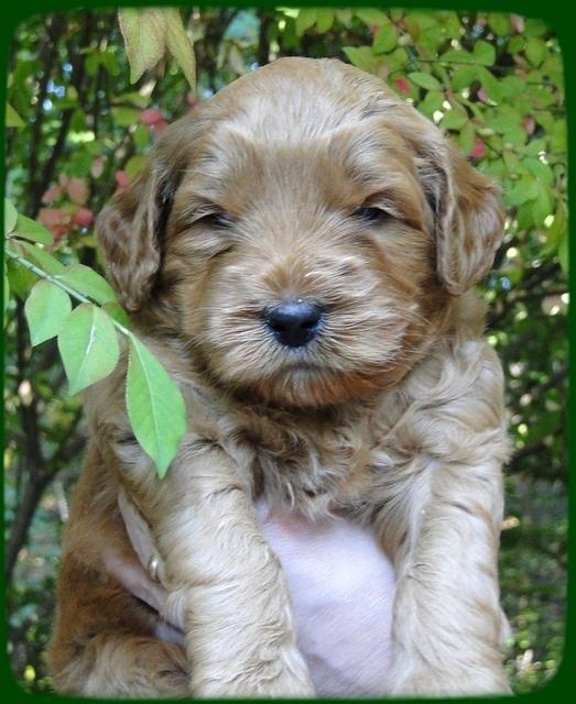 EB pups 4 wks old 26