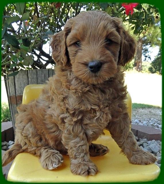 EB pups 6 wks old 26