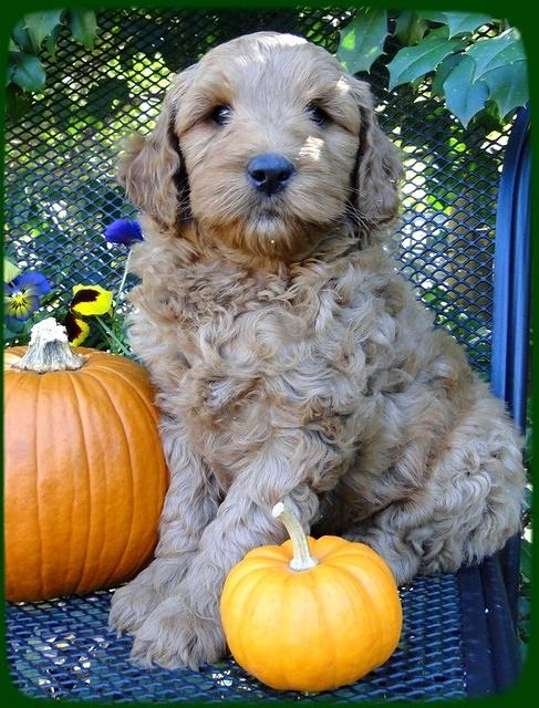 EB pups 7 wks old 16