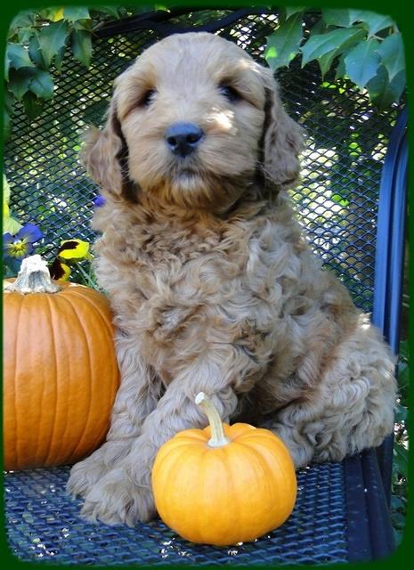 EB pups 7 wks old 17