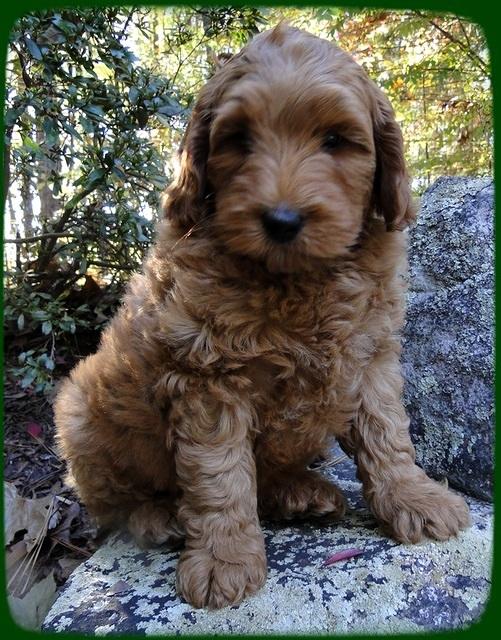 EB pups 8 wks old 30