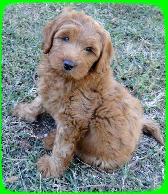Bambi 8.5 wks old