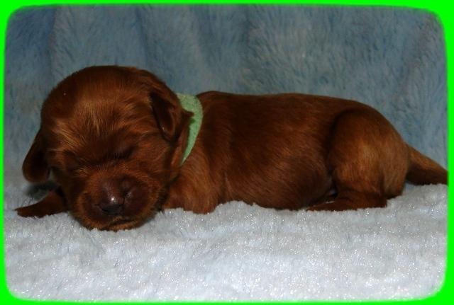 EB pups 1 wk old 35