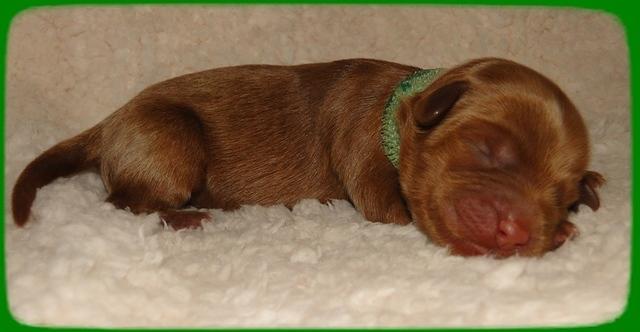 EB pups 2 days old 22