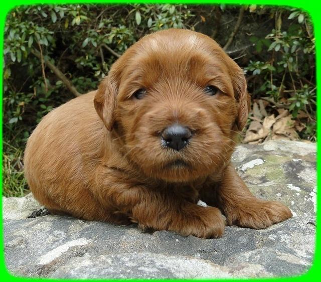 EB pups 3 wks old 14