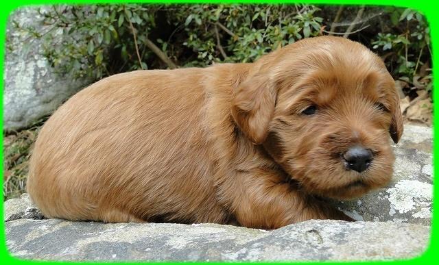 EB pups 3 wks old 16