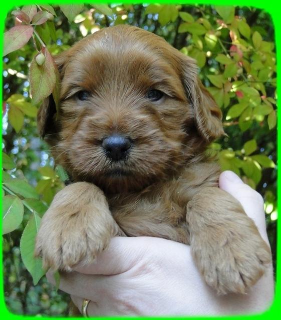 EB pups 4 wks old 30