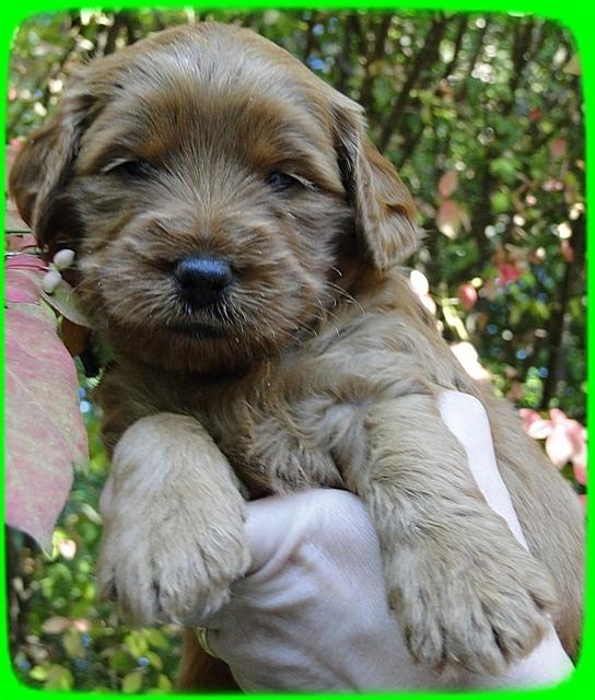 EB pups 4 wks old 31