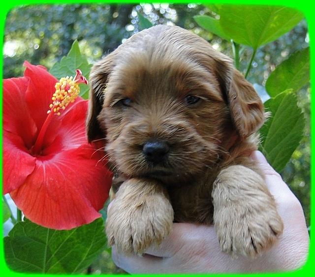 EB pups 4 wks old 32