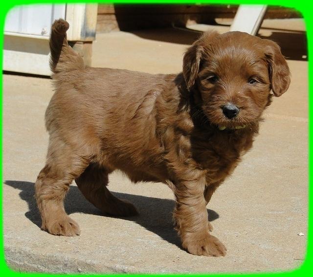 EB pups 5 wks old 7