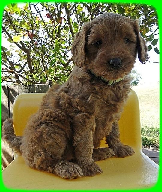 EB pups 6 wks old 35