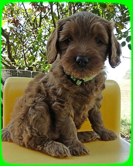 EB pups 6 wks old 36