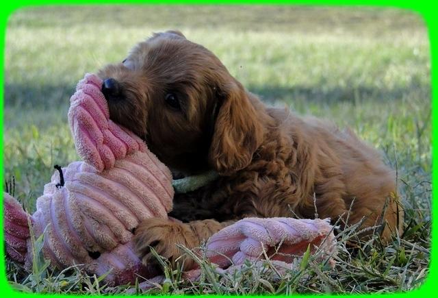 EB pups 6 wks old 50