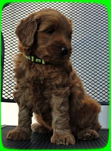 EB pups 6 wks old 52