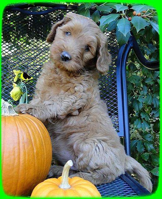 EB pups 7 wks old 24