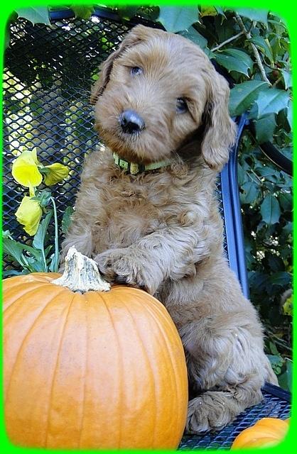 EB pups 7 wks old 25