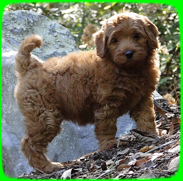 EB pups 8 wks old 11