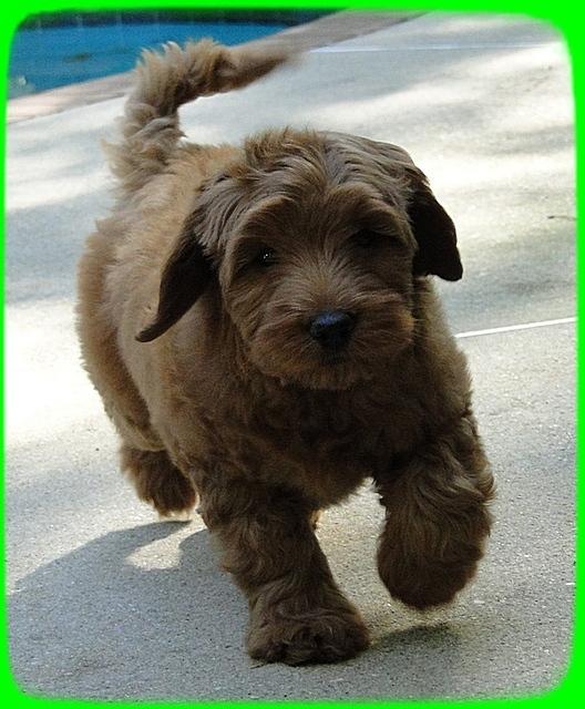 EB pups 8 wks old 12