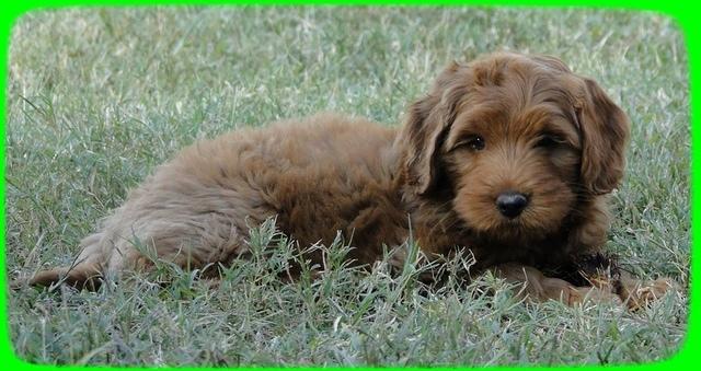 EB pups 8 wks old 64