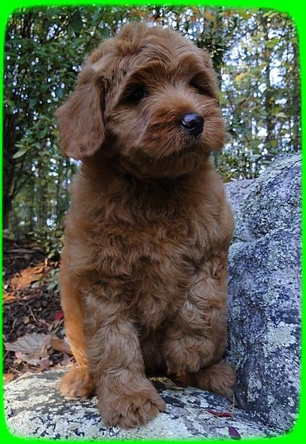 EB pups 8 wks old 9
