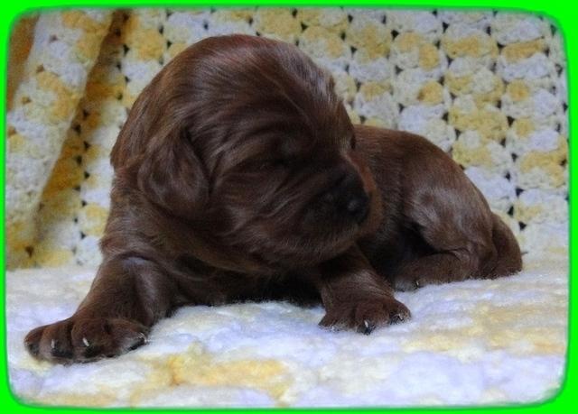 Eb pups 2 wks old 9