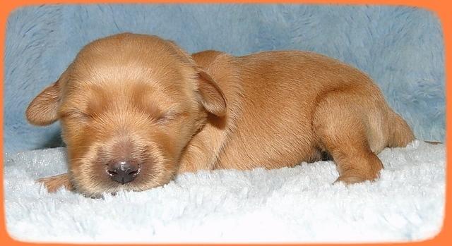 EB pups 1 wk old 13