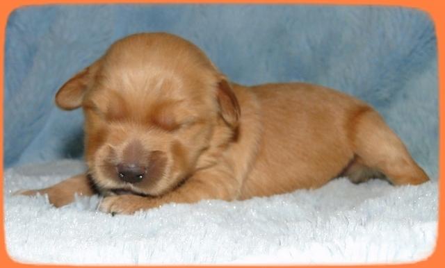 EB pups 1 wk old 14