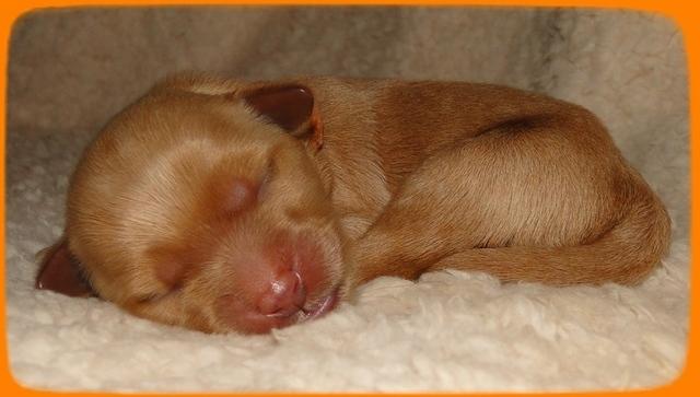 EB pups 2 days old 25