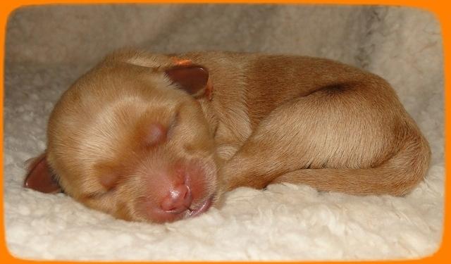 EB pups 2 days old 26