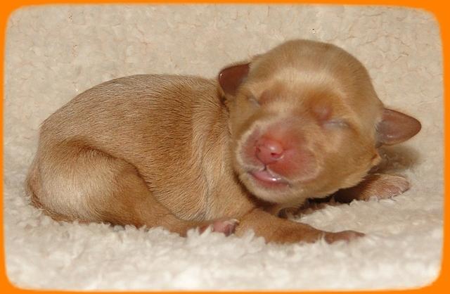 EB pups 2 days old 27
