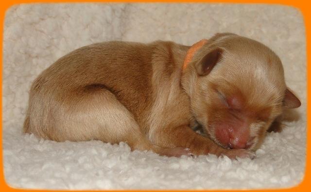 EB pups 2 days old 28