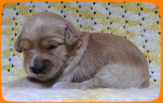 EB pups 2 wks old 23