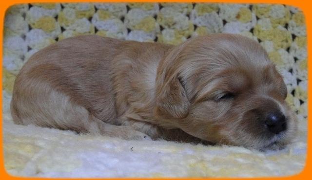 EB pups 2 wks old 24