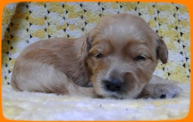 EB pups 2 wks old 25