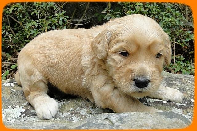 EB pups 3 wks old 18