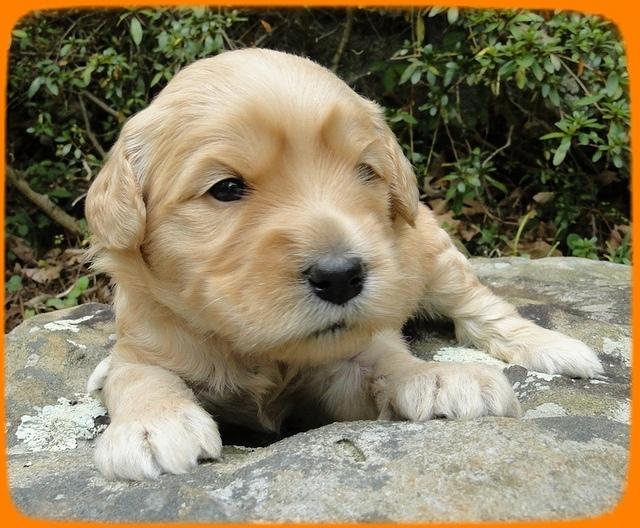 EB pups 3 wks old 19