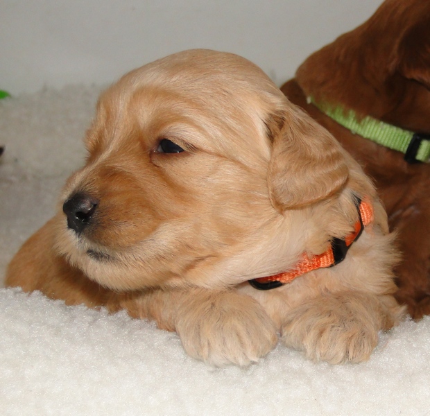 EB pups 3.5 wks old 2