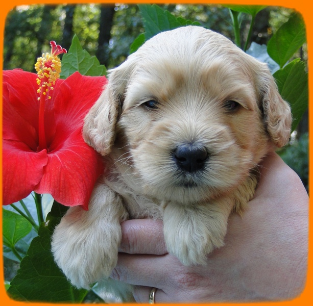 EB pups 4 wks old 24