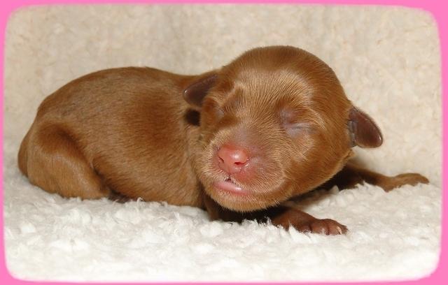 EB pups 2 days old 4