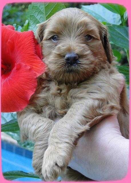 EB pups 4 wks old 8