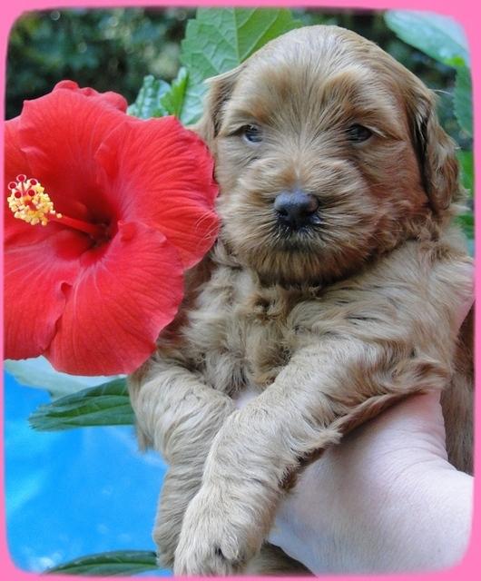 EB pups 4 wks old 9